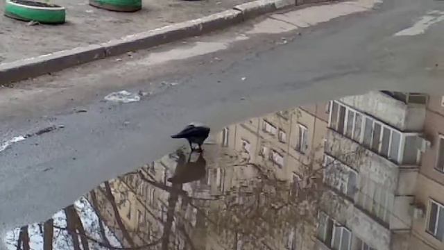 Умная ворона