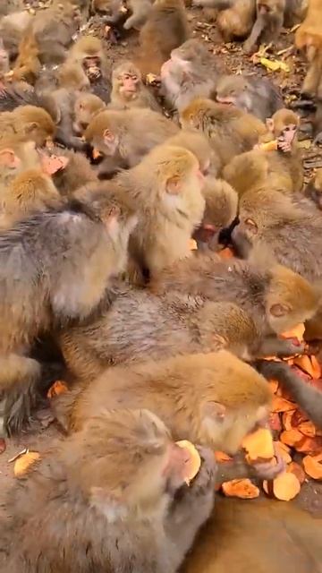 Happy animals to get food , Monkey group get food смотреть онлайн