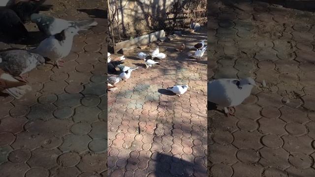 Начало весны нужны витамины голубям. смотреть онлайн
