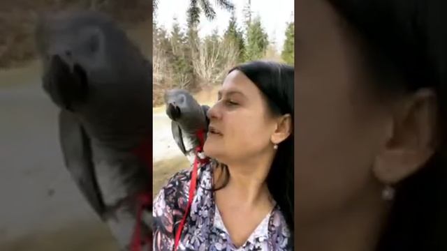 Уличные попугаи жако и какаду смотреть онлайн