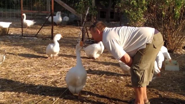 Пока паслись - соскучились. Нежности. смотреть онлайн