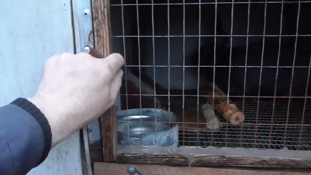 Осмотр кролей и гнёзд с потомством