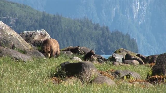 Grizzly Bears at Glendale June 2010 update.mov смотреть онлайн