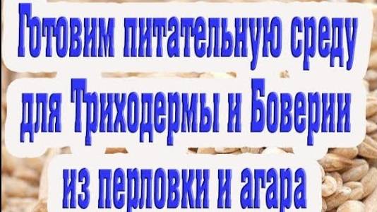 Приготовление питательной среды для боверии и триходермы на перловой крупе и агаре смотреть онлайн