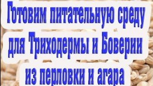 Приготовление питательной среды для   боверии и триходермы на перловой крупе и агаре