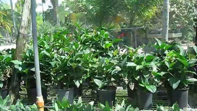 Medinilla myriantha and grandiflora Malaysian and Philippine Orchid смотреть онлайн