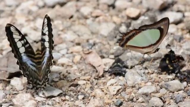 SIZ, Butterfly, Parthenos sylvia and Polyura jalysus at Khao Soi Dao.AVI смотреть онлайн