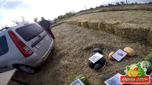 Новые сорта арбуза на нашем стенде 21 08 2015 смотреть онлайн