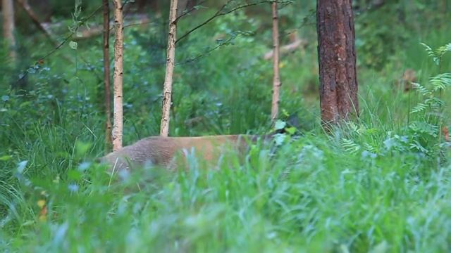 Wild boars in Alutaguse смотреть онлайн