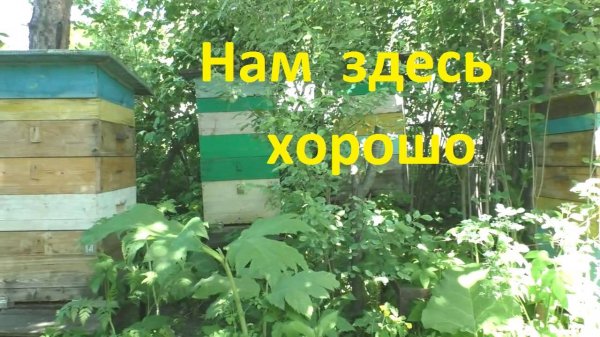 Пчелам это нравится