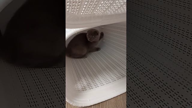 Ватсон попал в ловушку😀 Это ж умудриться так надо было. Угарный котик. смотреть онлайн