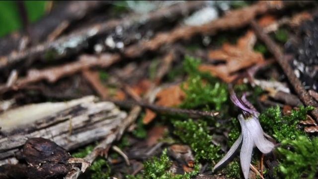 WildOrchid смотреть онлайн