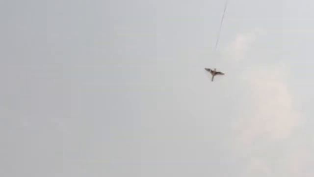 Gunther FALKE, German kite смотреть онлайн