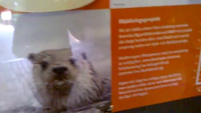 эй выдра смотреть онлайн