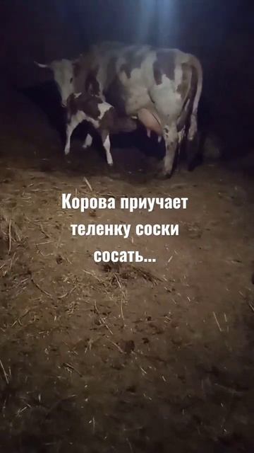 корова и теленок смотреть онлайн