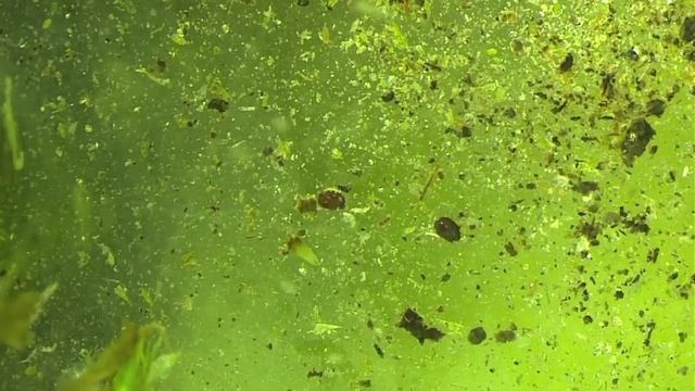 The Secret Life of Moss смотреть онлайн