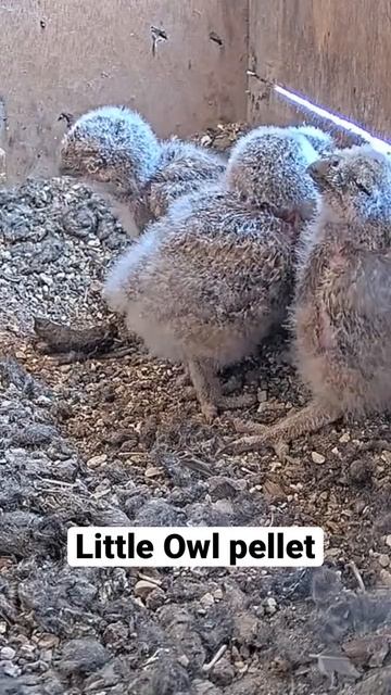 Short: little owl pellets смотреть онлайн