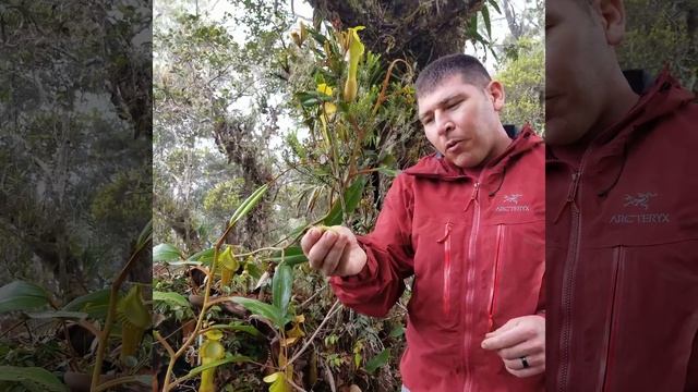 Nepenthes edwardsiana in situ (Spanish subtitles) смотреть онлайн
