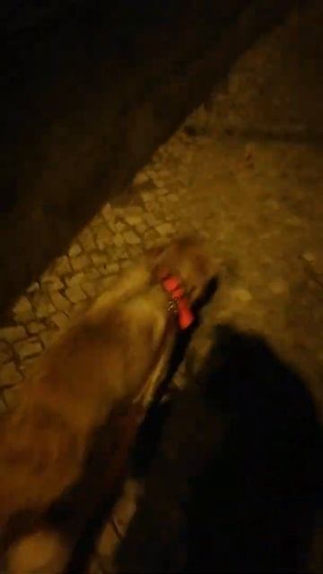 Golden Retriever Portugal. Порода собак Золотой Ретривер в Португалии 🇵🇹 @YouTube (5) смотреть онлайн