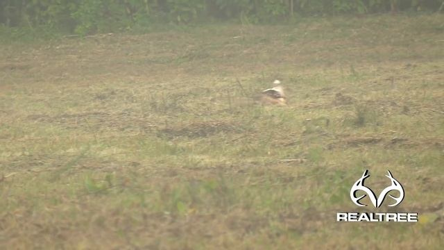 Hot And Humid Coyote Hunting смотреть онлайн