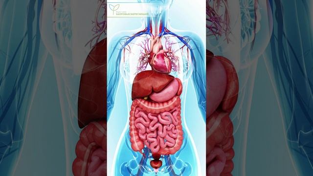 Неожиданные причины проблем с пищеварением и как их устранить смотреть онлайн