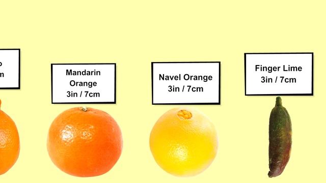 Fruit Size Comparison | Citrus Fruits смотреть онлайн