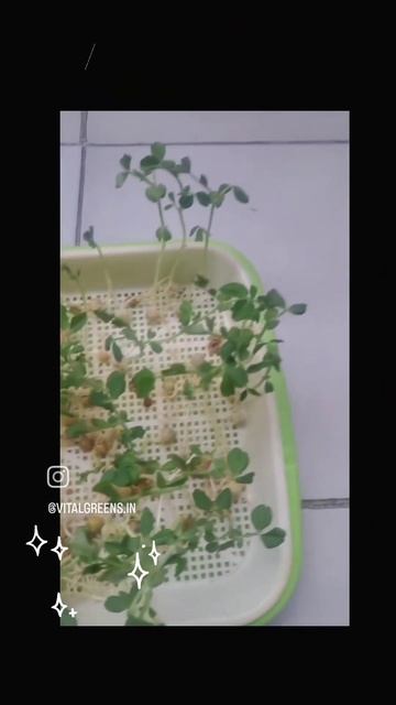Vitalgreens introduces to you.....Pea shoot microgreens смотреть онлайн