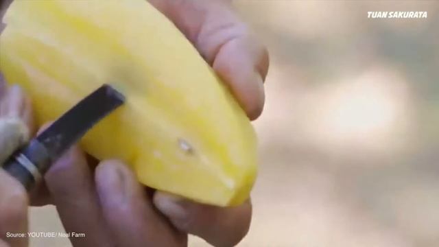 Girls Star Fruit (Carambola) Farm And Harvest.  Star Fruit Juices Processing Technology. Usa Farmin