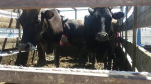 Скотный рынок Манас цены на май