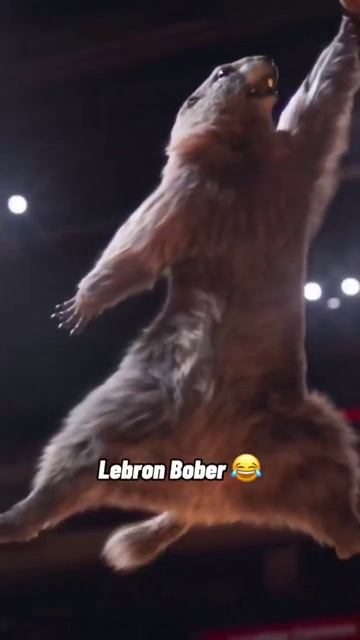 #Shorts #shortvideo #short Bobr Kurwa смотреть онлайн