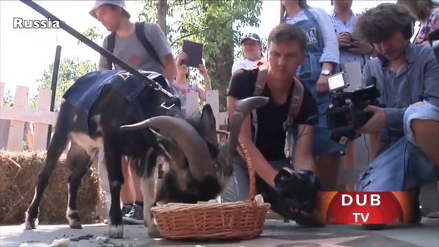 Timur The GOAT that befriended TIGER meets media in Russia смотреть онлайн
