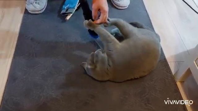 Kedi yaş mama,siparişlerimiz geldi,patişin şirinlikleri смотреть онлайн