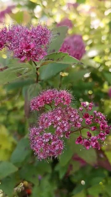 Wow... ❤️ Spiraea Japonica💖 'Little Princess'#shortsvideo смотреть онлайн