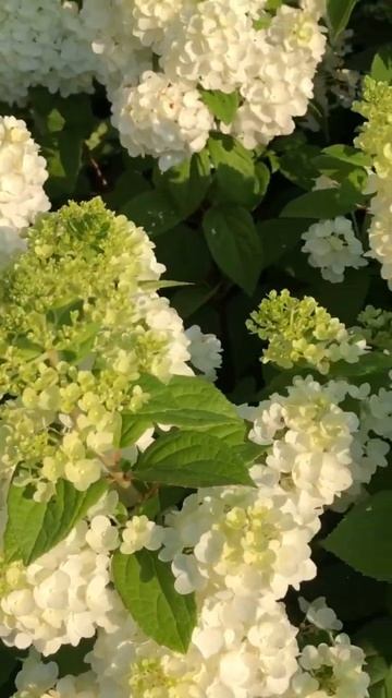 #садгортензий #hydrangea #garden #hortensia #гортензия #метельчатаягортензия #paniculata #сад#natur смотреть онлайн
