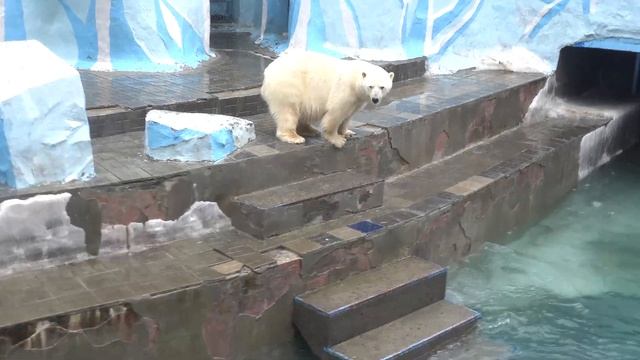 Водное шоу Белки и Стрелки. 01.04.2024 смотреть онлайн