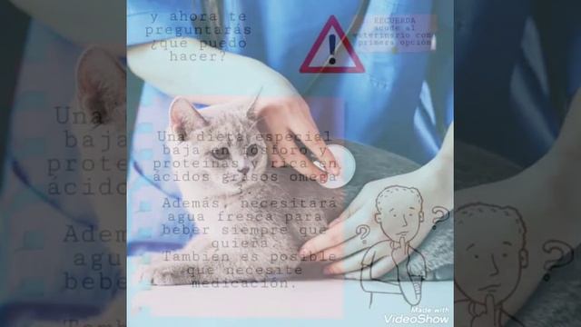 insuficiencia renal en gatos смотреть онлайн