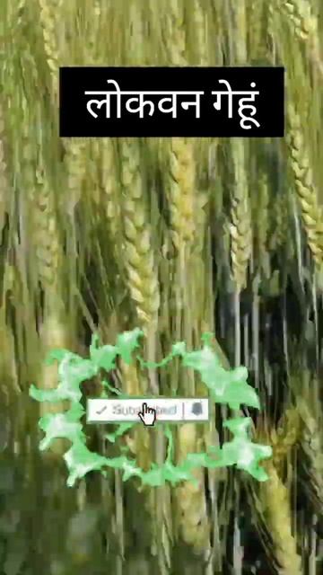 #shorts #wheat_farming #gehu_ki_kheti смотреть онлайн