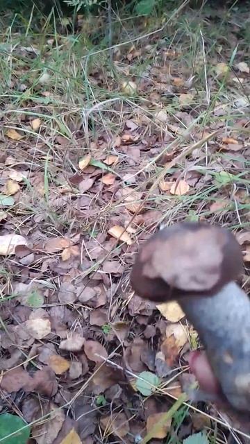 грибы пошли, Кострома смотреть онлайн