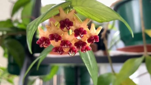 HOYA POLYNEURA | HOYA FISHTAIL Wax Flowers | House Plant