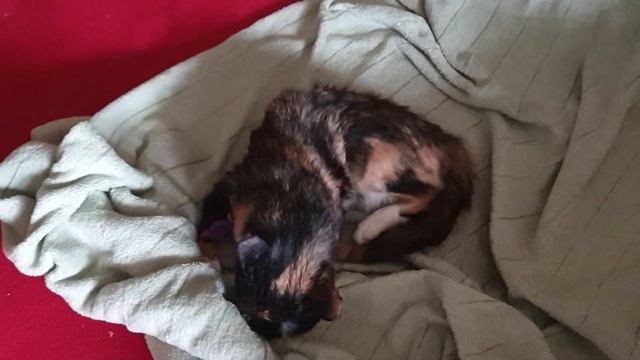 Кассиопея. 10.05.22(2) смотреть онлайн