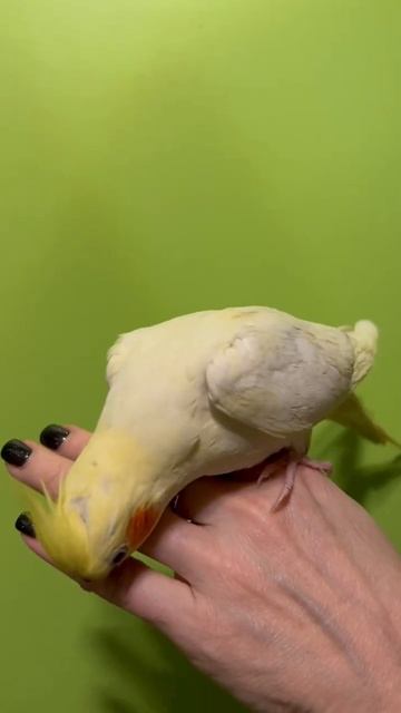 Ручные Птенцы Кореллы. Лютино