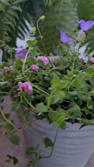 Как оформить террасу или крыльцо дома летом? смотреть онлайн