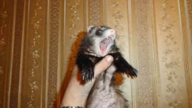 Хорь ГимнАНАРХИЯ смотреть онлайн