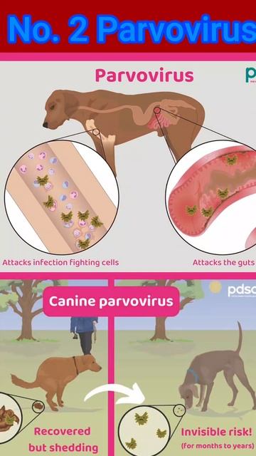 Deadly DOG Diseases ! #dog #doglover #nature #facts #shorts #education смотреть онлайн