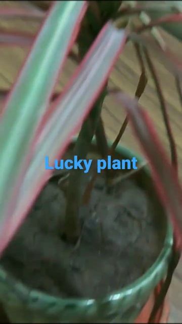 Two Colours Of Dracaena Colorama Plant/हर घर में होना चाहिए शुभ पौधा /#youtubeshortvideo