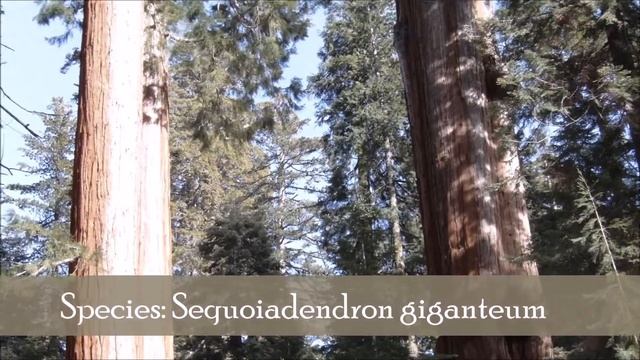 Rayappa Kasi General Sherman, Giant Sequoia Tree, California, USA смотреть онлайн