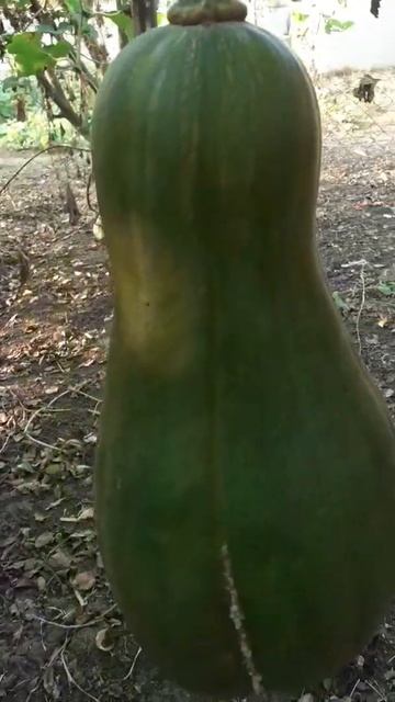 неспелая тыква смотреть онлайн