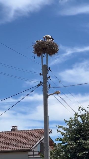 #Shorts Болгарское село, у каждого жителя свой АИСТ/Bulgarian village, STORKS смотреть онлайн