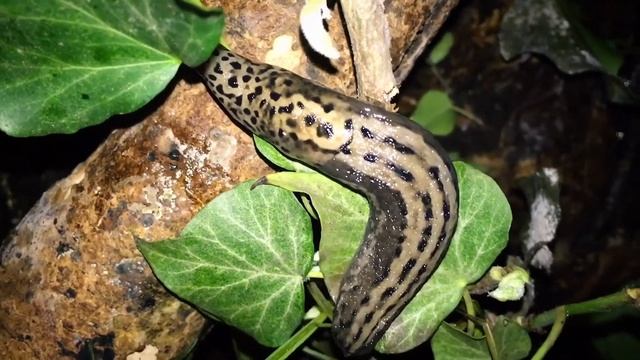 Limax maximus - Tigerschnegel haben den Winter gut überstanden 🙏❤️ смотреть онлайн