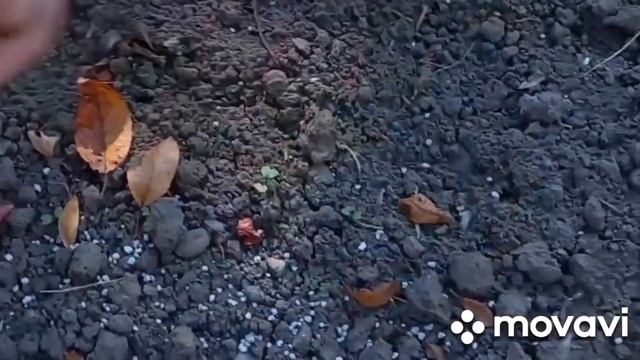 ❤️427❤️Когда садить чеснок в октябре и как.🧄Правильная посадка чеснока👍😍🧄🧄💕🙏❤️👍👌👌👌💕❤️ смотреть онлайн